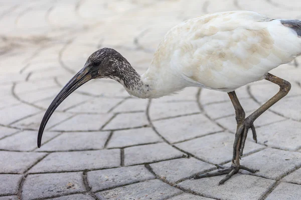 Australiska vit ibis — Stockfoto