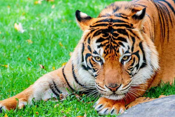 Попередньо накинутися тигр — стокове фото