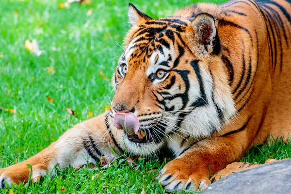 Pre-abalanzarse Tigre — Foto de Stock