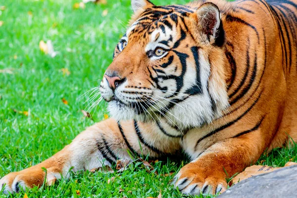 Pre-abalanzarse Tigre — Foto de Stock