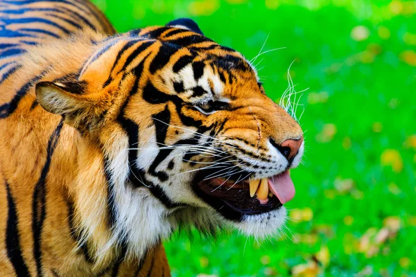 Vicsorgó Szumátrai tigris — Stock Fotó