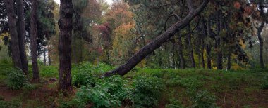 Sonbahar ekim manzarası. Sarı sonbahar ağaçları ve düşen sonbahar yaprakları park alanındaki ıslak patikada, klasik soluk renkler uygulanır