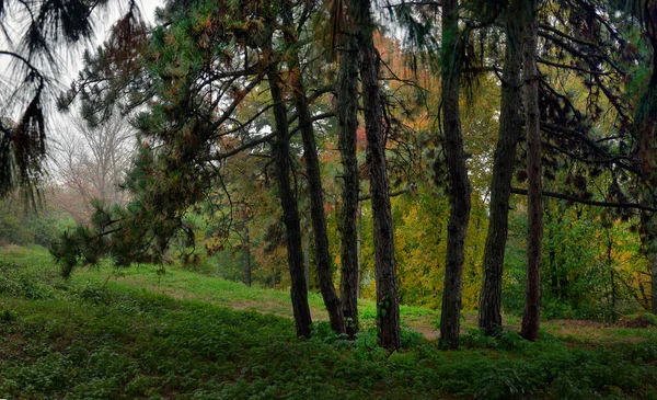 秋10月の風景 公園の路地のぬれた歩道に黄色の秋の木と秋の紅葉 ヴィンテージの淡い色調が適用されます — ストック写真