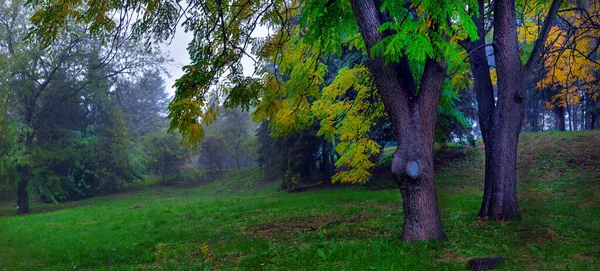 Herbstliche Oktoberlandschaft Gelbe Herbstbäume Und Herabgefallenes Laub Auf Dem Nassen — Stockfoto