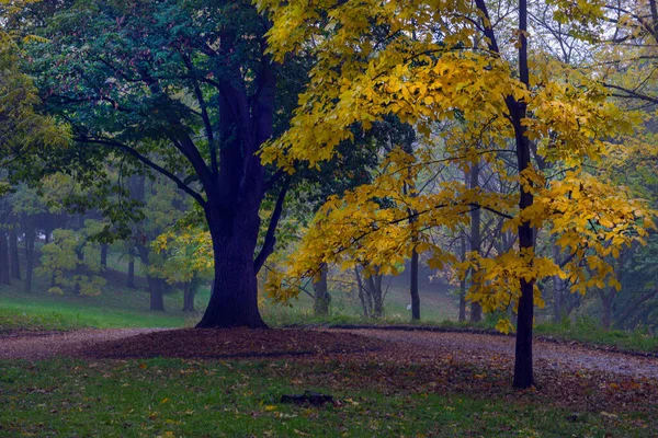 Október Őszi Táj Sárga Őszi Fák Lehullott Őszi Levelek Nedves — Stock Fotó