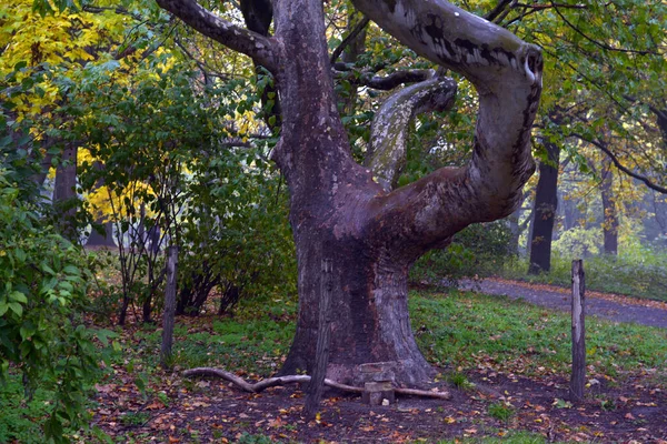 Herfst Oktober Landschap Gele Herfstbomen Gevallen Herfstbladeren Het Natte Voetpad — Stockfoto