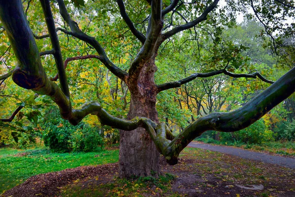 秋10月の風景 公園の路地のぬれた歩道に黄色の秋の木と秋の紅葉 ヴィンテージの淡い色調が適用されます — ストック写真