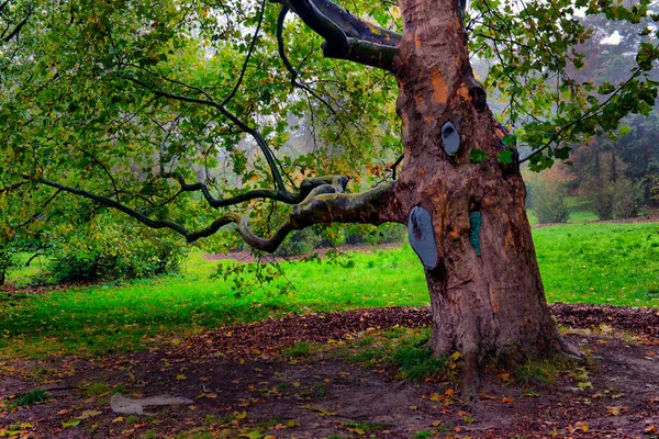 Hösten Oktober Landskap Gul Höst Träd Och Fallna Höstlöv Våt — Stockfoto