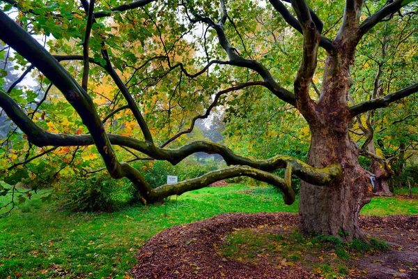 Herfst Oktober Landschap Gele Herfstbomen Gevallen Herfstbladeren Het Natte Voetpad — Stockfoto