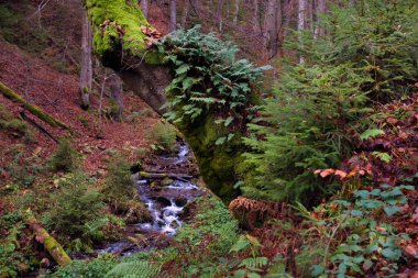 Güzel köklü bir ağaç. Kayın ormanında bahar. Bulutlu bir gün. Karpatlar, Ukrayna, Avrupa