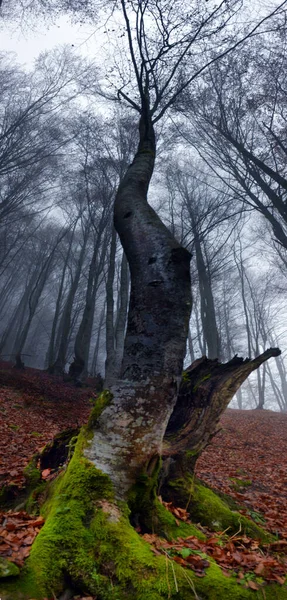 Arbre Avec Belles Racines Printemps Dans Forêt Hêtres Jour Nuageux — Photo