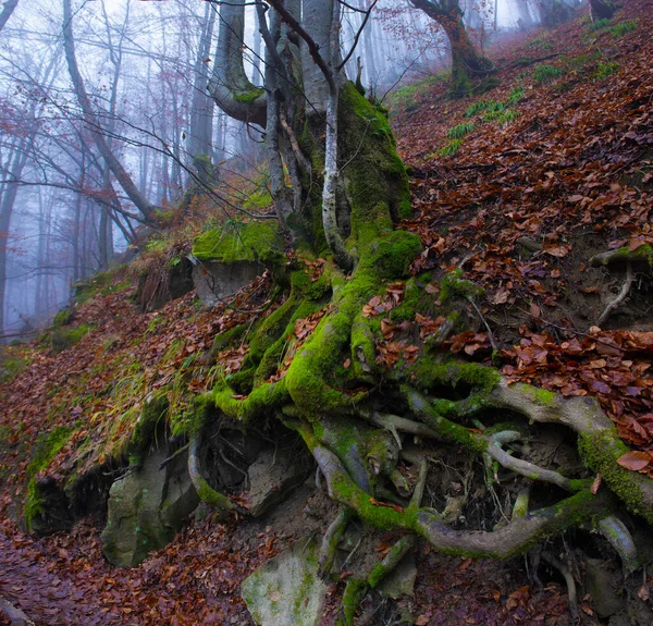 Boom Met Prachtige Wortels Lente Het Beukenbos Bewolkte Dag Karpaten — Stockfoto