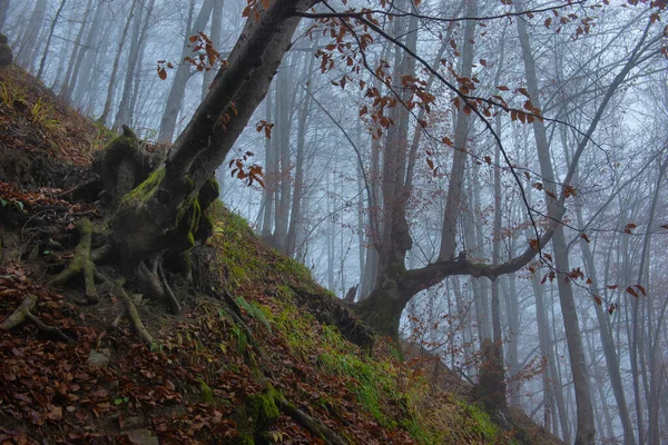 Árvore Com Belas Raízes Primavera Floresta Faia Dia Nublado Cárpatos — Fotografia de Stock