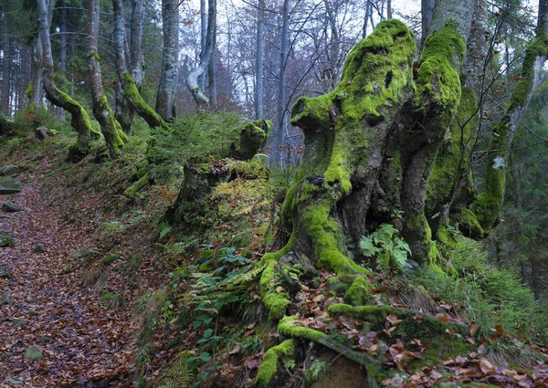 Drzewo Pięknymi Korzeniami Wiosna Lesie Bukowym Chmurny Dzień Karpaty Ukraina — Zdjęcie stockowe