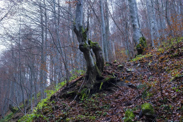 Baum Mit Schönen Wurzeln Frühling Buchenwald Bewölkter Tag Karpaten Ukraine — Stockfoto