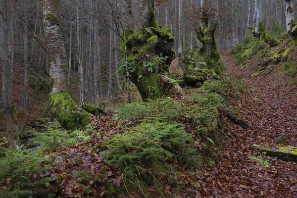 Albero Con Belle Radici Primavera Nella Faggeta Giornata Nuvolosa Carpazi — Foto Stock