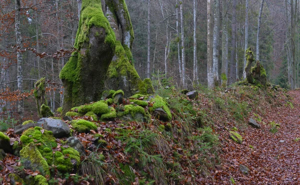 Baum Mit Schönen Wurzeln Frühling Buchenwald Bewölkter Tag Karpaten Ukraine — Stockfoto
