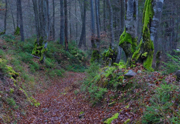 Baum Mit Schönen Wurzeln Frühling Buchenwald Bewölkter Tag Karpaten Ukraine — Stockfoto