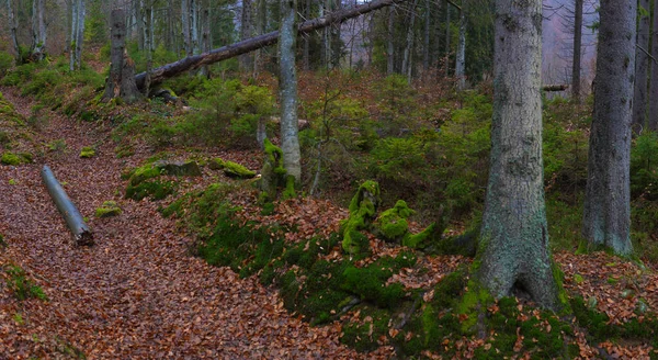 Boom Met Prachtige Wortels Lente Het Beukenbos Bewolkte Dag Karpaten — Stockfoto