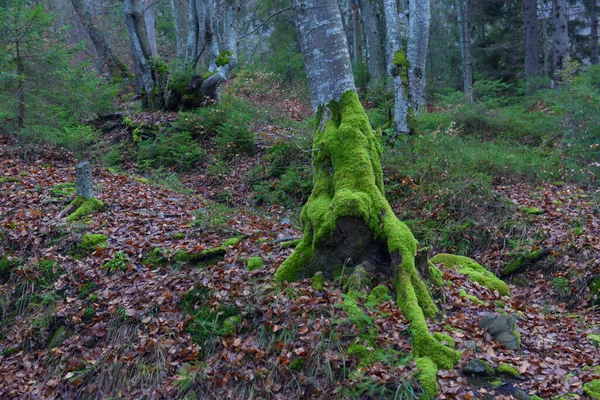 Árvore Com Belas Raízes Primavera Floresta Faia Dia Nublado Cárpatos — Fotografia de Stock