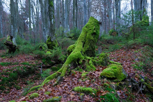 Arbre Avec Belles Racines Printemps Dans Forêt Hêtres Jour Nuageux — Photo