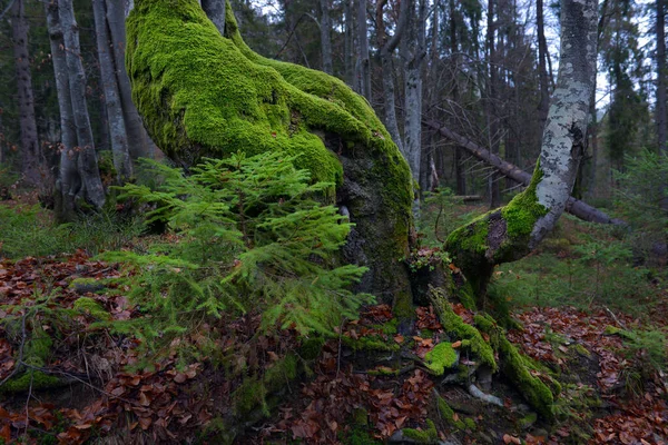 Träd Med Vackra Rötter Våren Bokskogen Mulen Dag Karpaterna Ukraina — Stockfoto