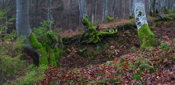 Boom Met Prachtige Wortels Lente Het Beukenbos Bewolkte Dag Karpaten — Stockfoto