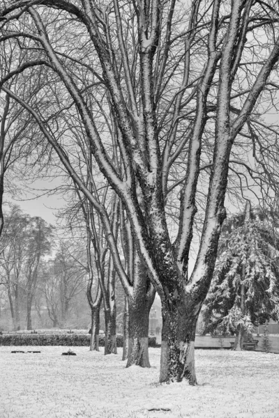 雪が降る冬の風景 ベンチは 霜の多い公園の冬の木や街灯の間で雪で覆われています 冬の雪景色 ロイヤリティフリーのストック画像