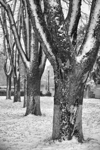 Paisagem Inverno Com Flocos Neve Queda Banco Coberto Neve Entre Imagem De Stock