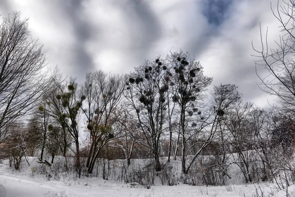 Настоящая Украинская Деревня Деревянными Хижинами Заборами Зимой — стоковое фото