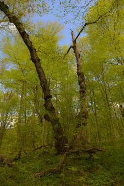 pring peyzajı - parlak yeşil ağaçlar genç yapraklar ile parlak güneşli bir günde ilkbaharın başlarında