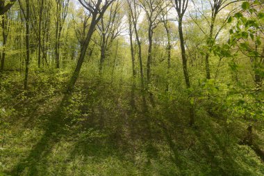 pring peyzajı - parlak yeşil ağaçlar genç yapraklar ile parlak güneşli bir günde ilkbaharın başlarında