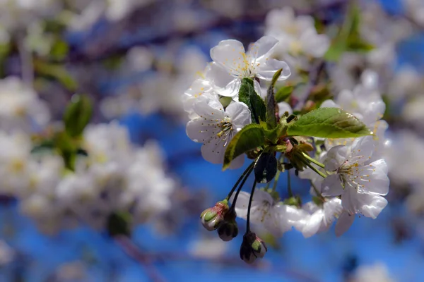 Krásná Třešeň Květ Sakura Plný Květ Čas Přes Modré Nebe — Stock fotografie