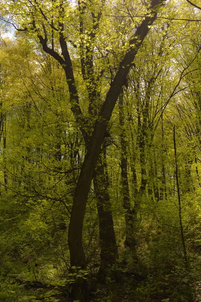 Pring Landschap Heldere Groene Bomen Met Jong Gebladerte Een Heldere — Stockfoto