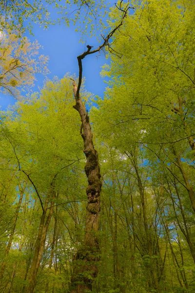 Pring Landskap Ljusa Gröna Träd Med Unga Lövverk Ljus Varm — Stockfoto