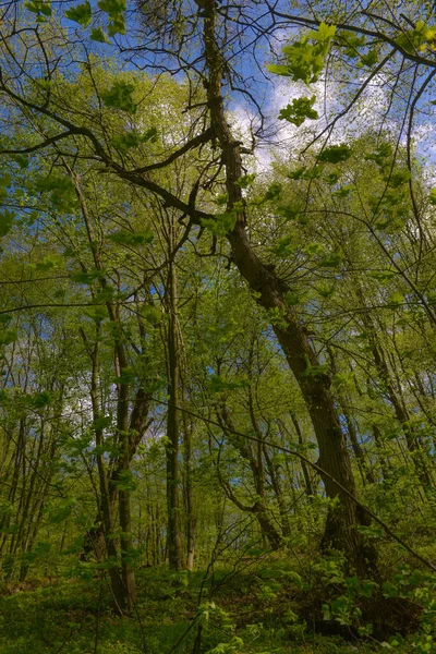 Paisagem Árvores Verdes Brilhantes Com Folhagem Jovem Dia Ensolarado Quente — Fotografia de Stock