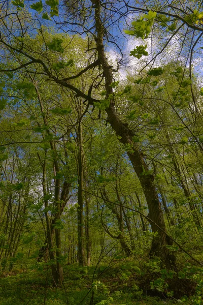 Paysage Pring Arbres Vert Vif Avec Jeune Feuillage Par Une — Photo