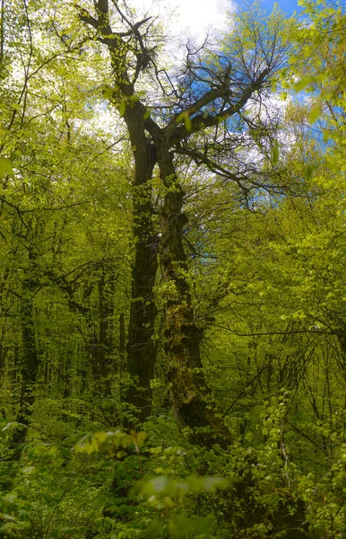 Pring Peyzajı Parlak Yeşil Ağaçlar Genç Yapraklar Ile Parlak Güneşli Stok Fotoğraf