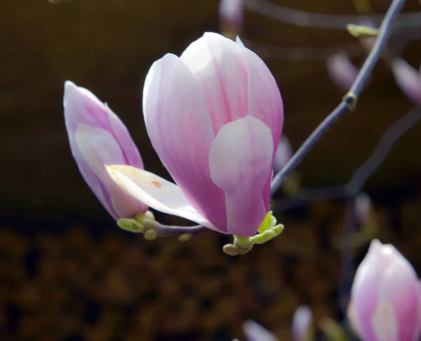 Frumoase Flori Roz Magnolia Soulangeana Copac Grădina Primăvară Magnolia Înflorește — Fotografie, imagine de stoc