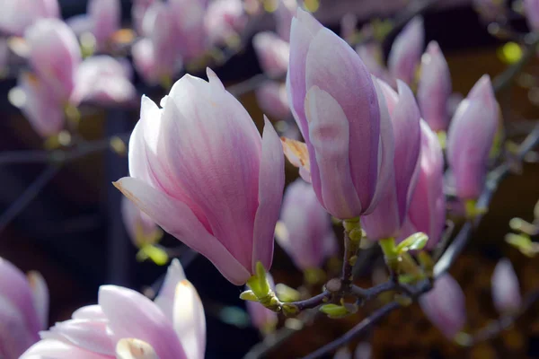 Όμορφα Ροζ Λουλούδια Magnolia Soulangeana Ένα Δέντρο Στον Ανοιξιάτικο Κήπο — Φωτογραφία Αρχείου