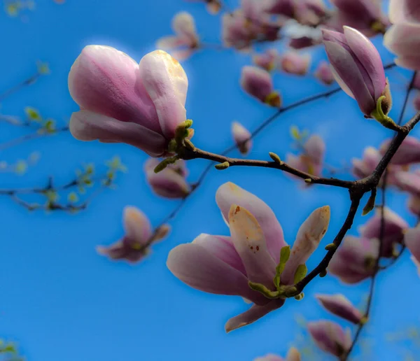 Piękne Różowe Kwiaty Magnolii Soulangeana Drzewie Wiosennym Ogrodzie Magnolia Kwitnie — Zdjęcie stockowe