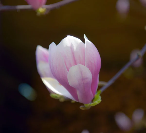 Beautiful Pink Magnolia Soulangeana Flowers Tree Spring Garden Magnolia Blooms — Stock Photo, Image