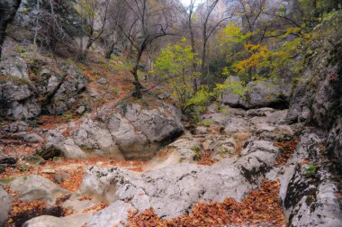 Ormandaki dağ nehri ve dağ arazisi. Büyük Kanyon Kırım.