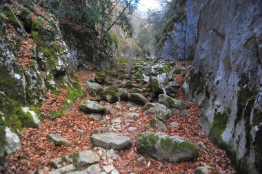 Ormandaki dağ nehri ve dağ arazisi. Büyük Kanyon Kırım.