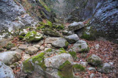 Ormandaki dağ nehri ve dağ arazisi. Büyük Kanyon Kırım.