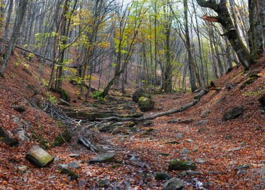 Ormandaki dağ nehri ve dağ arazisi. Büyük Kanyon Kırım.