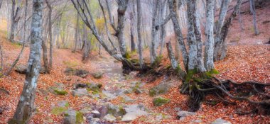 Ormandaki dağ nehri ve dağ arazisi. Büyük Kanyon Kırım.