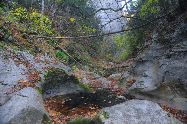 Hegyi Folyó Erdős Hegyi Terepen Krím Grand Canyon — Stock Fotó