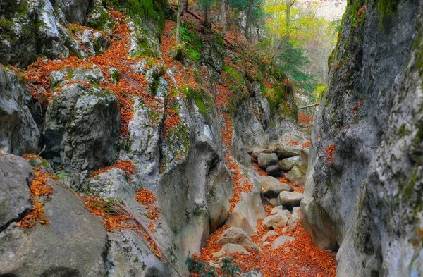 Горная Река Лесу Горной Местности Крым Большой Каньон — стоковое фото