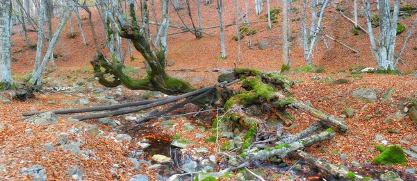 Fiume Montagna Nel Bosco Terreno Montagna Crimea Grande Canyon — Foto Stock